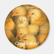 Chicks Rule! Baby Chick Chicken Fridge Magnet