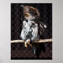 Chihuahowl poster