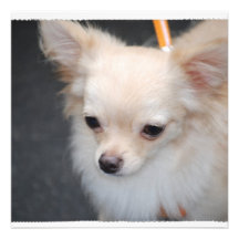 chihuahua-29.jpg custom invitations