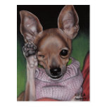 Chihuahua Postcard