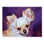 Chihuahua Postcards