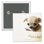 Chihuahua puppy in bowl (cropped) pinback button