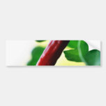 Chilli Chillies Peppers Bumper Stickers