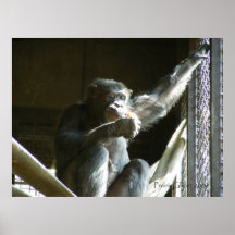 Chimpanzee Poster