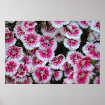 China Pink flowers Print