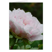 Chinese Peony Greeting Cards