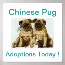 Chinese Pug Dog Adoptions Today Sign Print