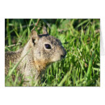 Chipmunk greeting card