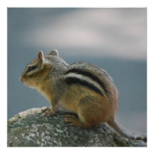 Chipmunk Invitations