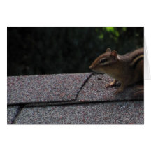 Chipmunk on the Roof Cards