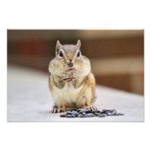 Chipmunk Picture Photographic Print