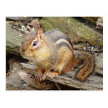 Chipmunk Postcard 2