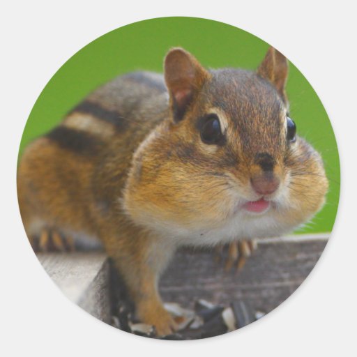 chipmunk sticker