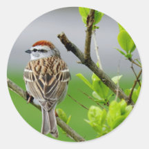 Chipping Sparrow on Branch Stickers