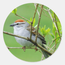 Chipping Sparrow on Branch Stickers