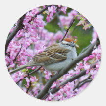 Chipping Sparrow on Dogwood Branches Stickers