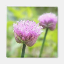 Chive Blossoms Magnets
