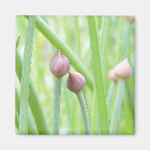 Chive Flower Buds Fridge Magnets