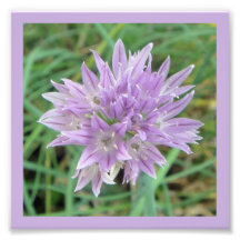 Chive Flowers: Allium Schoenoprasum Photo Print