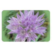 Chive Flowers: Allium Schoenoprasum Vinyl Magnet