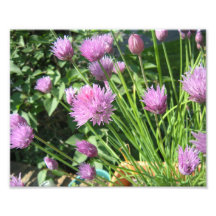 Chives Photographic Print