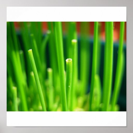 Chives Poster