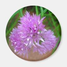 Chives with Purple Flower Blossoms Fridge Magnets
