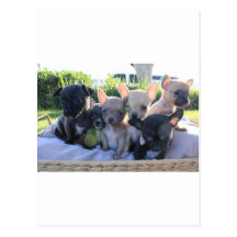 Chiwawa Puppies Post Cards