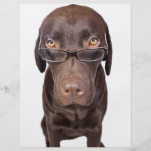 Choccy Lab in Glasses Flyer