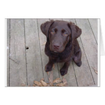 Chocolate Lab Cards