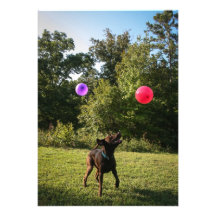 Chocolate Lab Party Invitation