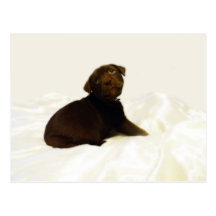 Chocolate Lab Puppy Postcard