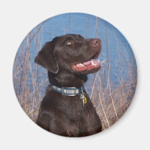 Chocolate Lab Refrigerator Magnet