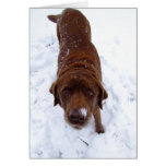 Chocolate Labrador in Snow Cards