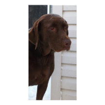 Chocolate Labrador Retriever Photo Cards