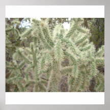 Cholla Cactus Poster