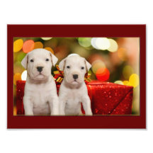 Christmas Argentine Dogo puppies Art Photo