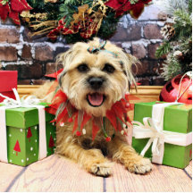 Christmas - Border Terrier - Reagan Acrylic Cut Out