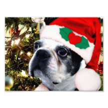 Christmas Boston terrier Photo