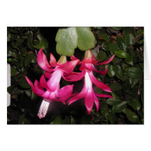Christmas cactus notecard