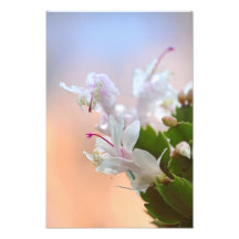 Christmas Cactus Photo Print