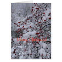 CHRISTMAS CARD WITH BITTERSWEET COVERED IN SNOW