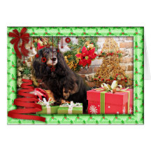 Christmas - Dachshund - Zoey Cards
