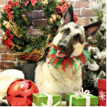 Christmas - German Shepherd - Reba Photo Sculpture