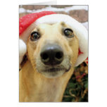 Christmas - Greyhound - Pena Cards