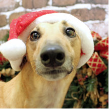 Christmas - Greyhound - Pena Cut Out