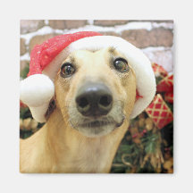 Christmas - Greyhound - Pena Fridge Magnet