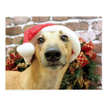 Christmas - Greyhound - Pena Post Card