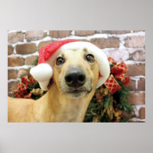 Christmas - Greyhound - Pena Print