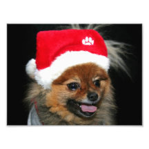 Christmas pomeranian dog photo art
